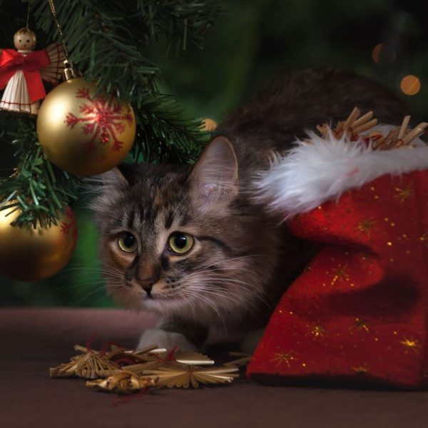 Preparing Your Pets for Christmas Cheer