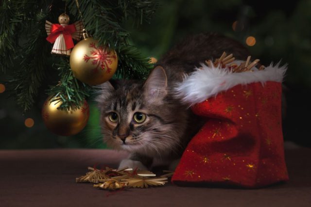 Preparing Your Pets for Christmas Cheer